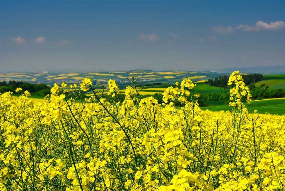 Rapslandschaft