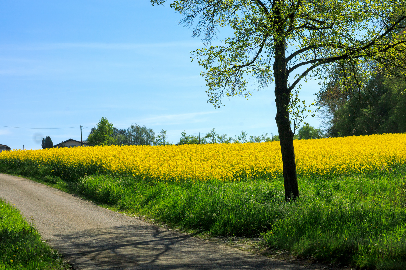 Rapslandschaft am Bruch