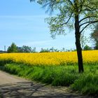 Rapslandschaft am Bruch