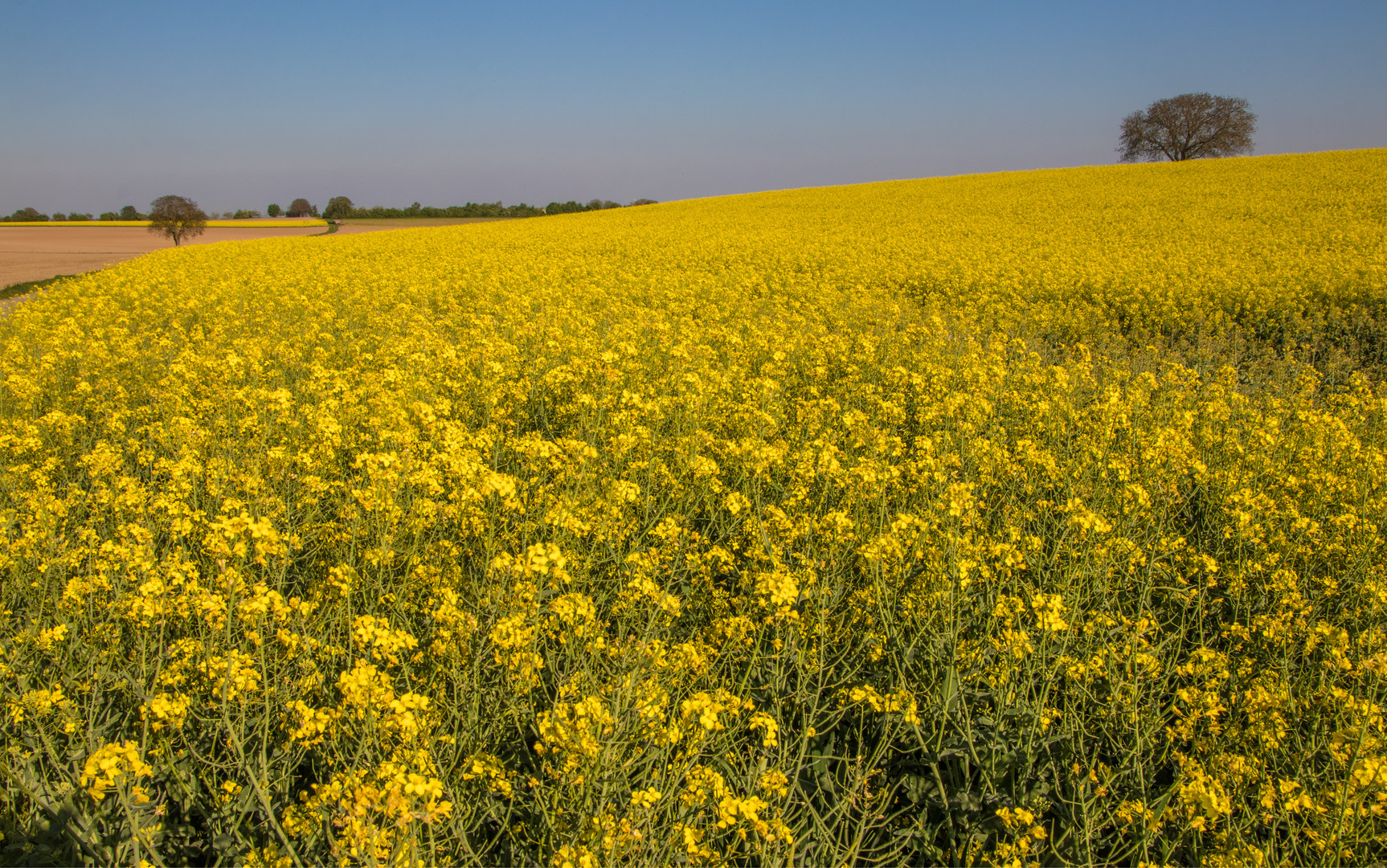 Rapslandschaft