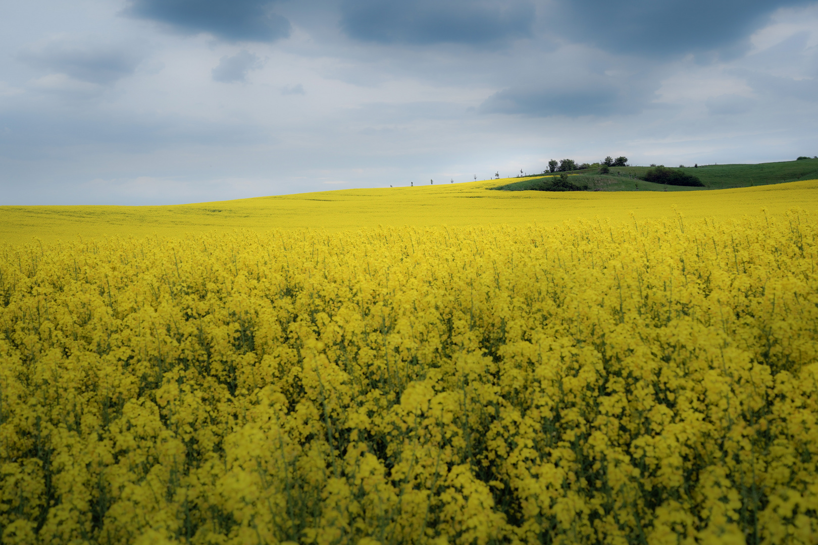 Rapslandschaft