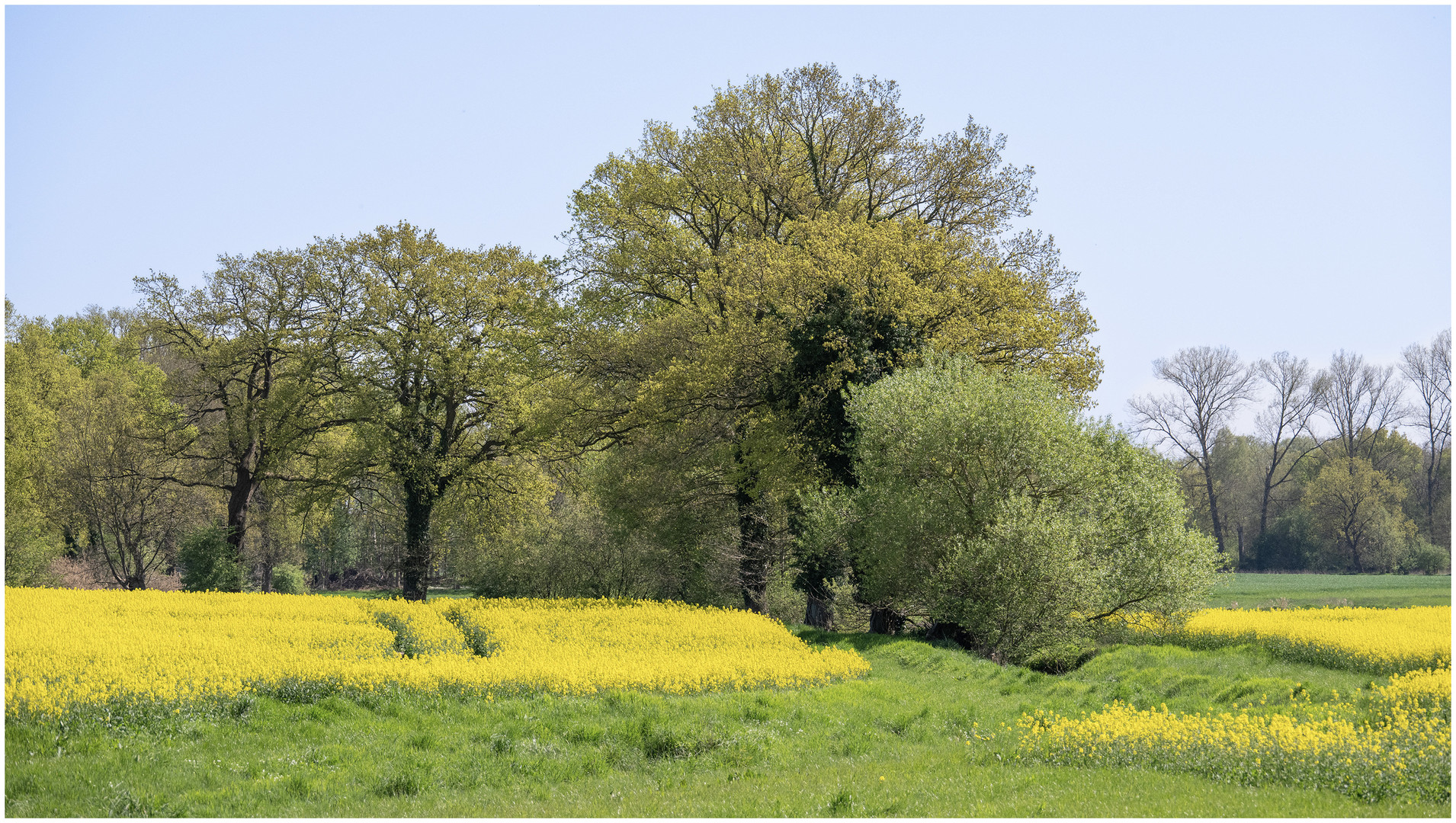 Rapslandschaft