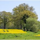 Rapslandschaft