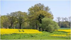 Rapslandschaft