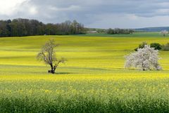 Rapslandschaft I