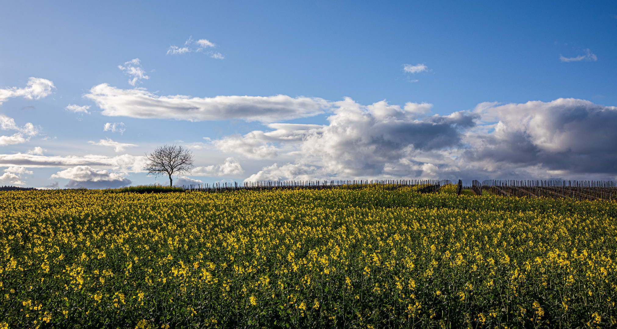 Rapslandschaft in der Pfalz