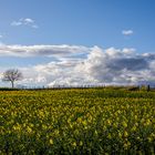 Rapslandschaft in der Pfalz