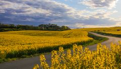 Rapslandschaft in der Probstei