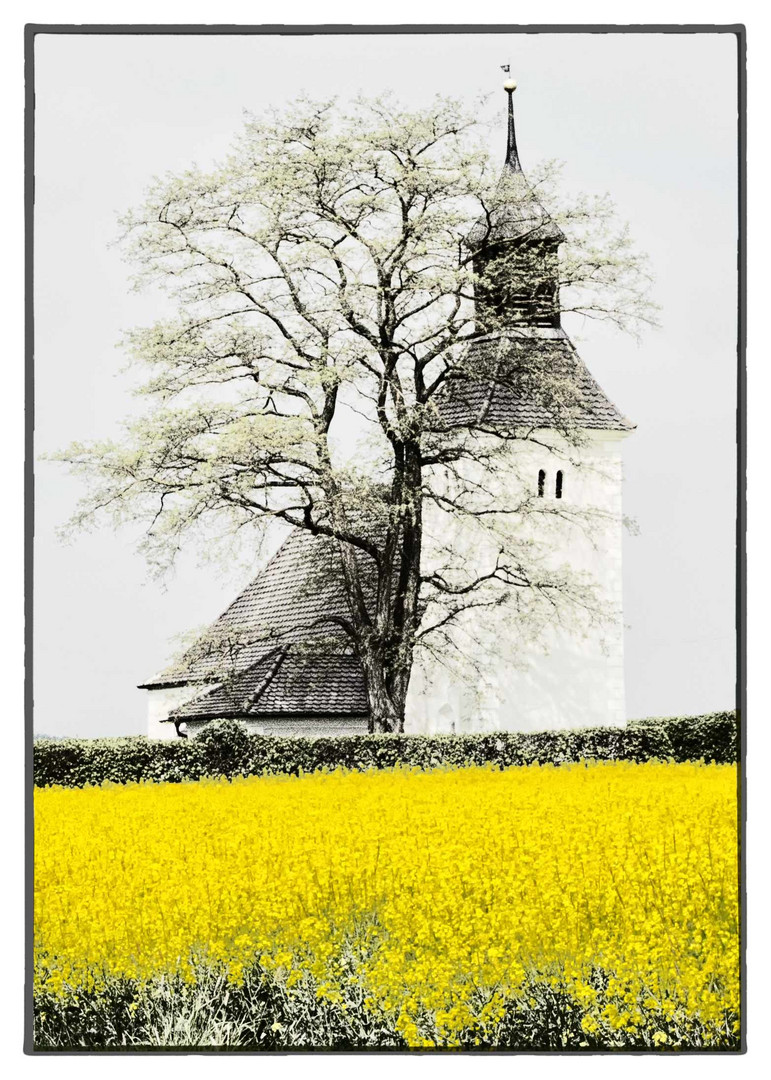 Rapslandschaft mit Kirche