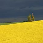 Rapsleuchten vor dem Gewitter