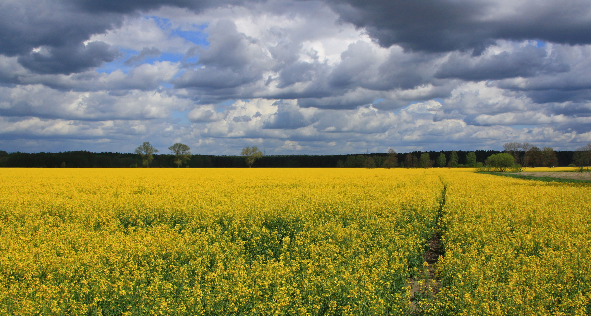 Rapsodie Foto & Bild landschaft, Äcker, felder & wiesen, raps Bilder