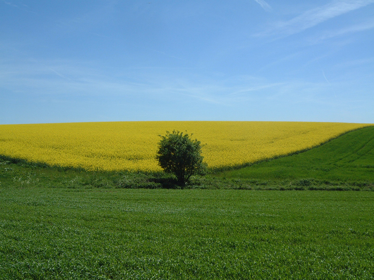 Rapsodie Foto & Bild archiv, deutsche landschaften, archiv 2011