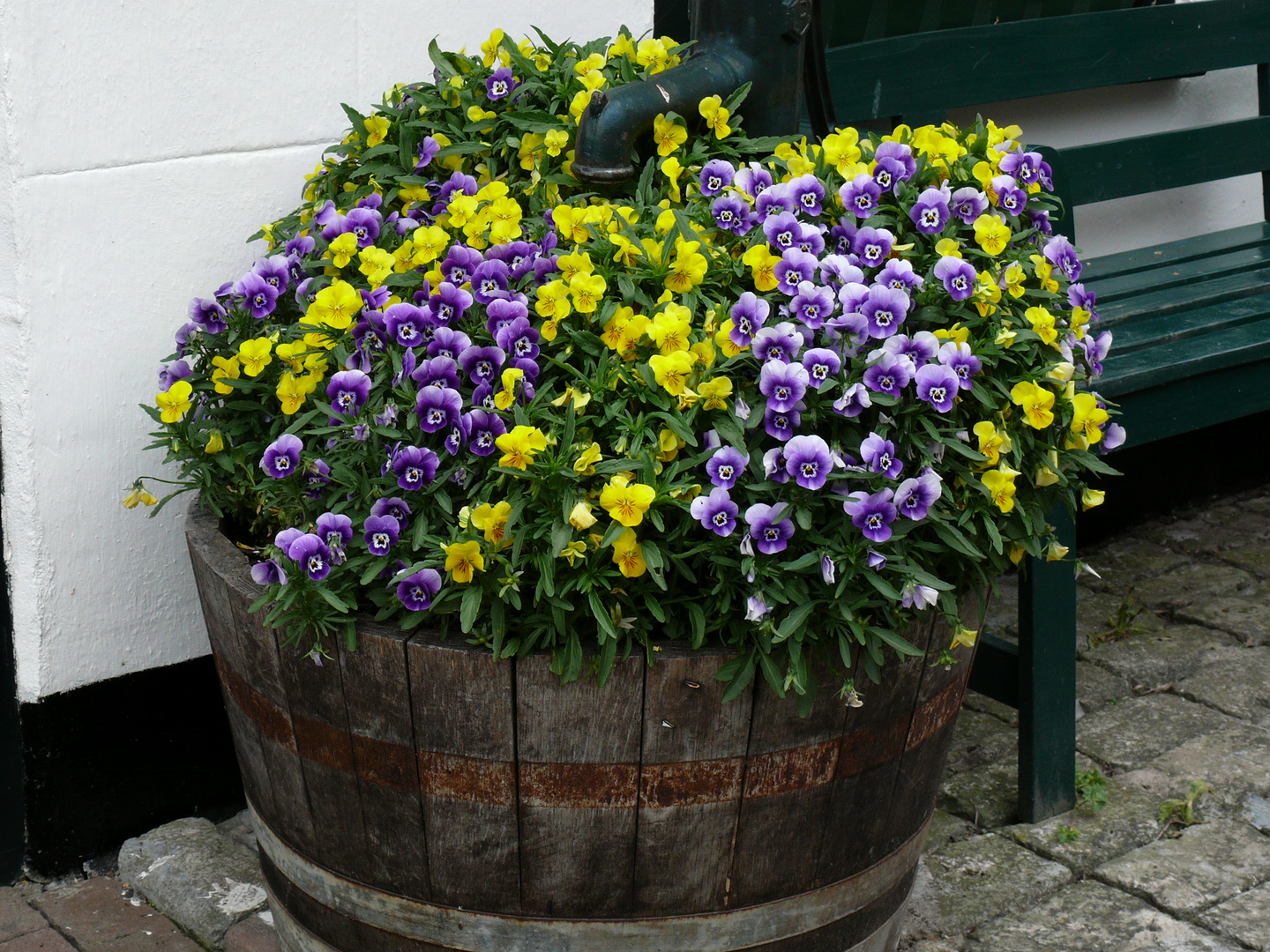 rapsodie Foto & Bild pflanzen, pilze & flechten, blüten