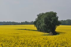 Rapsodie... in der Ostprignitz Ruppin