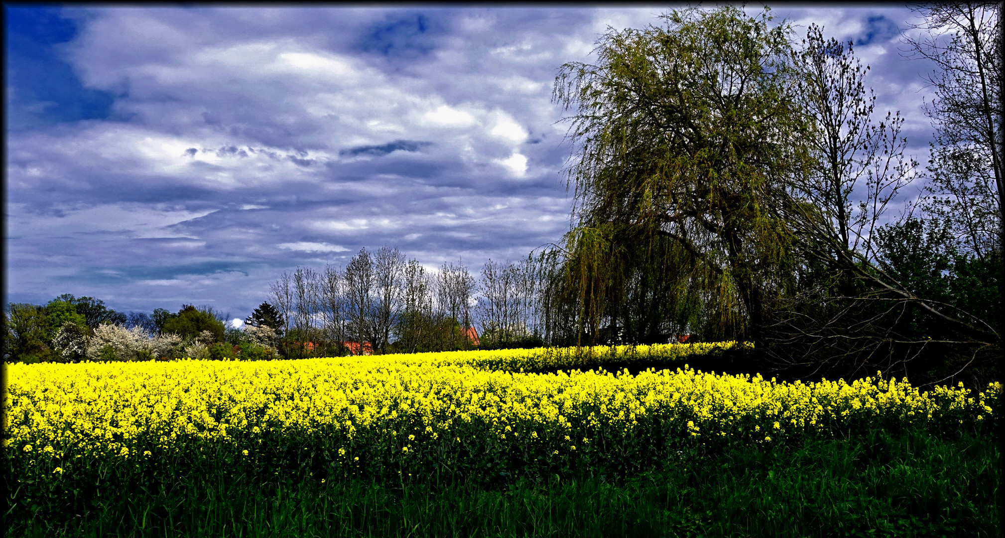Rapsodie in Gelb Foto & Bild bäume, wolken, frühling Bilder auf