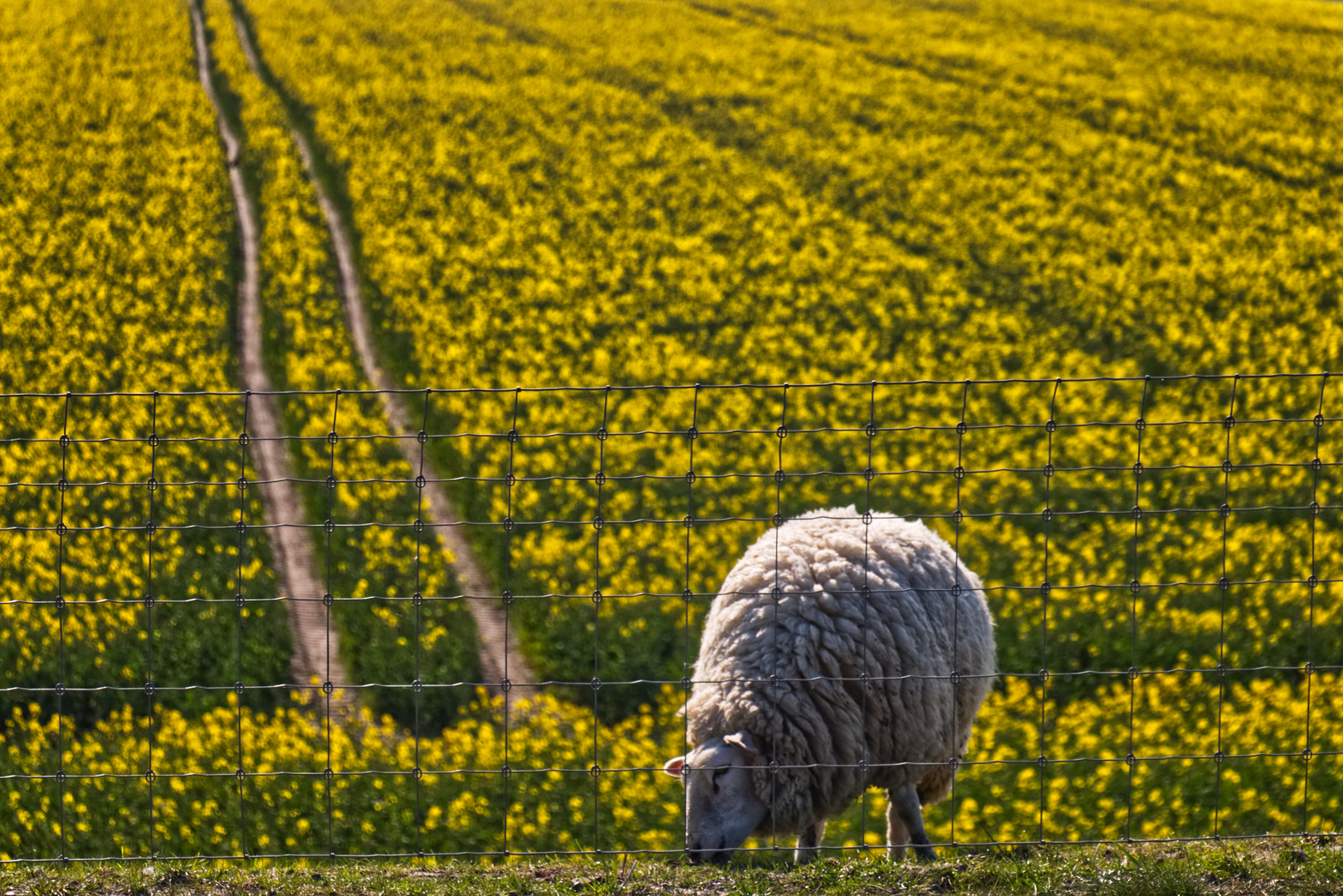 Rapsodie in Gelb mit Schaf