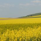 Rapsodie in Südniedersachsen