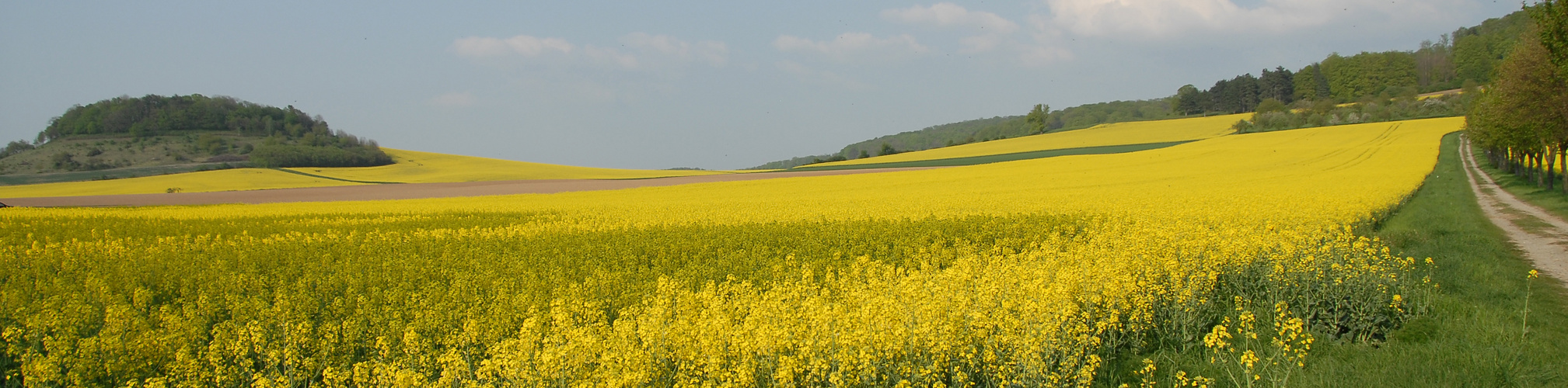 Rapsodie in Südniedersachsen