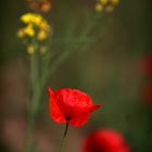 Rapsodie mit Mohn