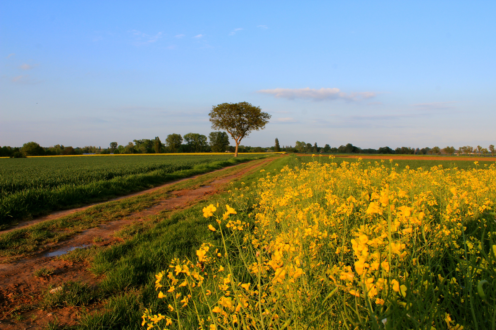 Rapsody in der Pfalz (2)