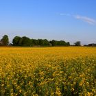 Rapsody in der Pfalz