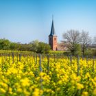 "Rapsody" in Frühlingsfarben