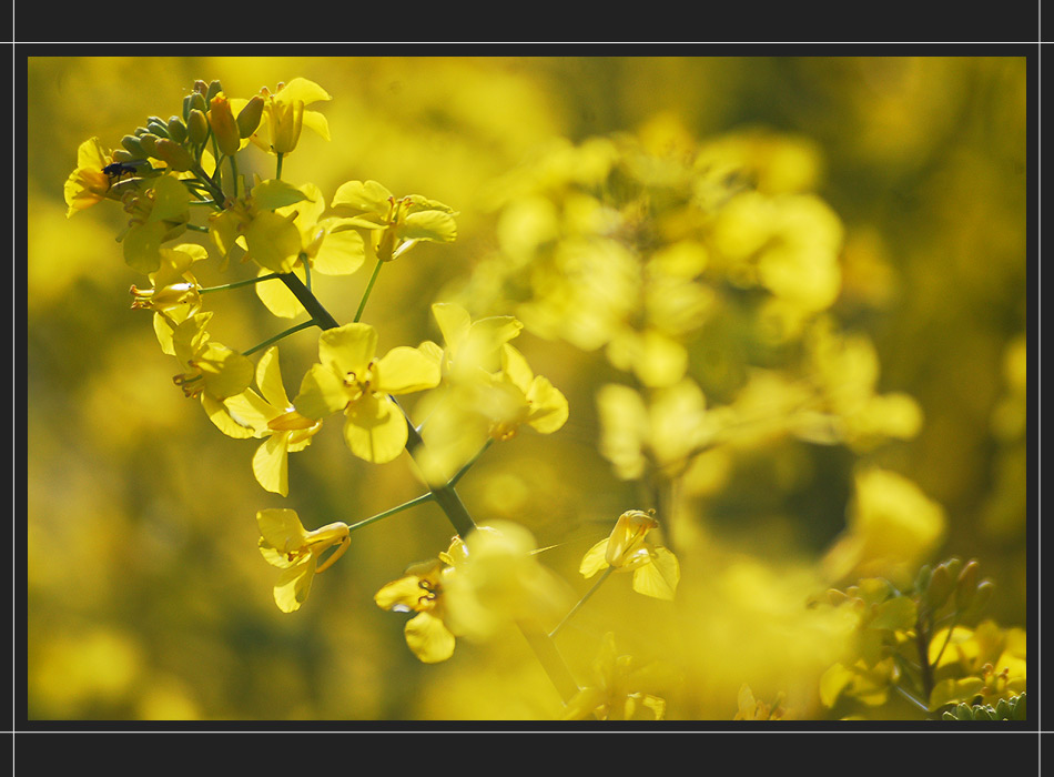 rapsody in yellow