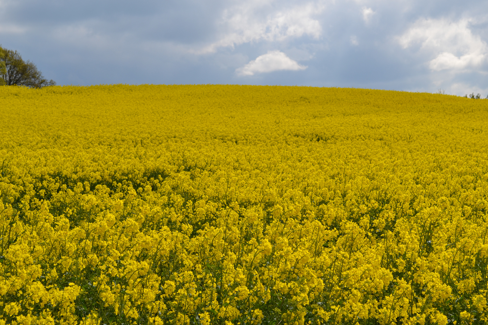 "RAPSODY"  in Yellow...