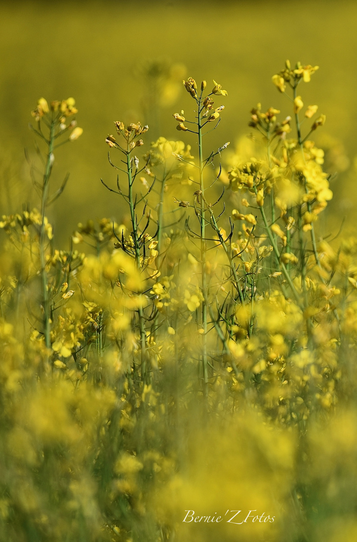 Rapsody in yellow