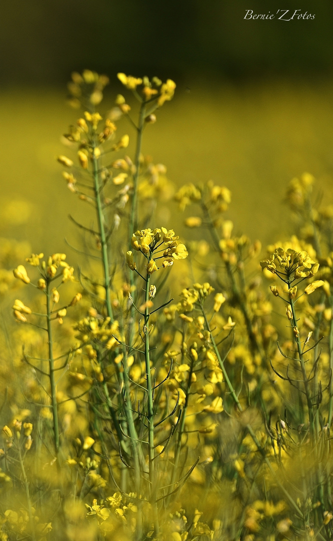 Rapsody in Yellow