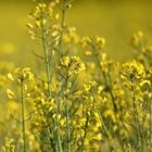 Rapsody in Yellow