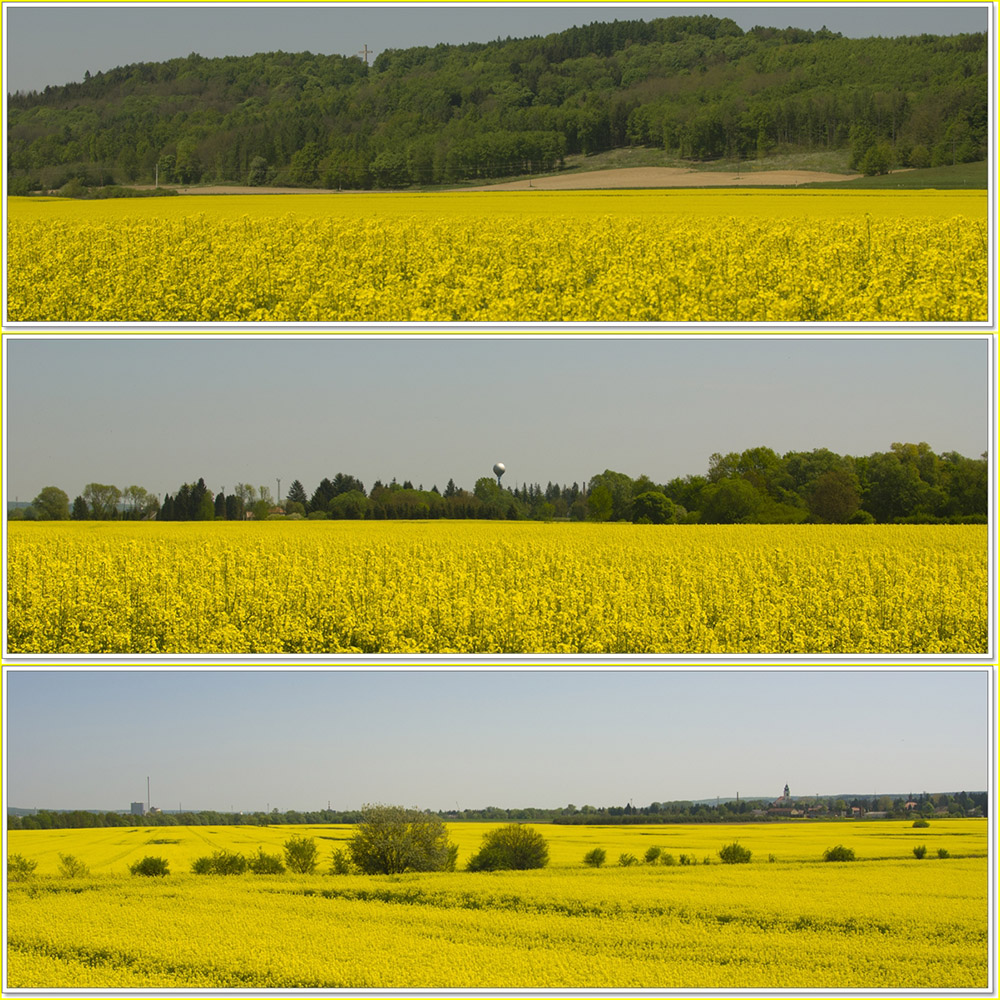 RAPS`ody in yellow