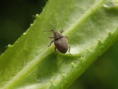 Rapsschotenrüssler (Ceutorhynchus obstrictus)