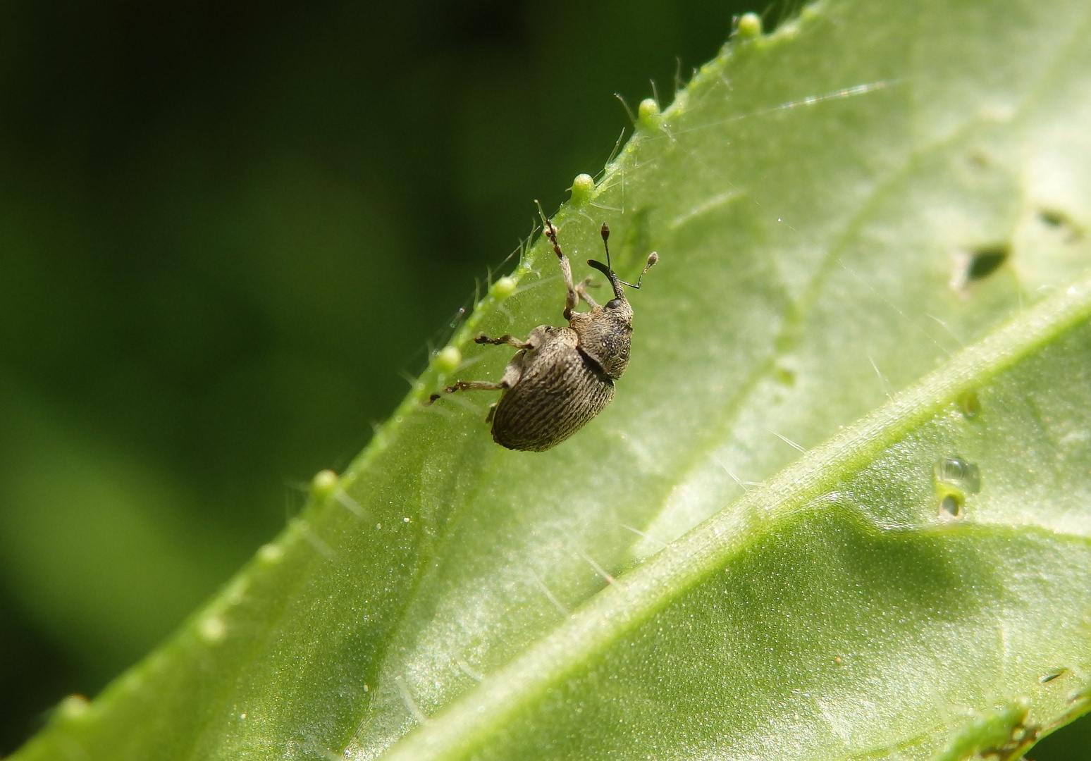 Rapsschotenrüssler (Ceutorhynchus obstrictus)