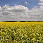 Rapssodie in Gelb...... (Panorama)