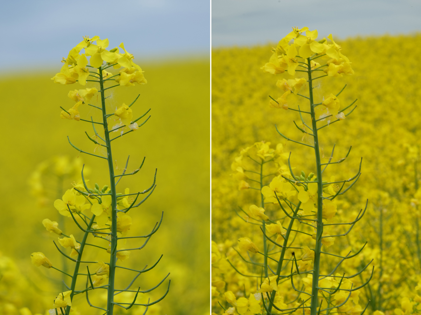 Rapsstaude mit unterschiedlichen Blenden aufgenommen