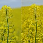 Rapsstaude mit unterschiedlichen Blenden aufgenommen