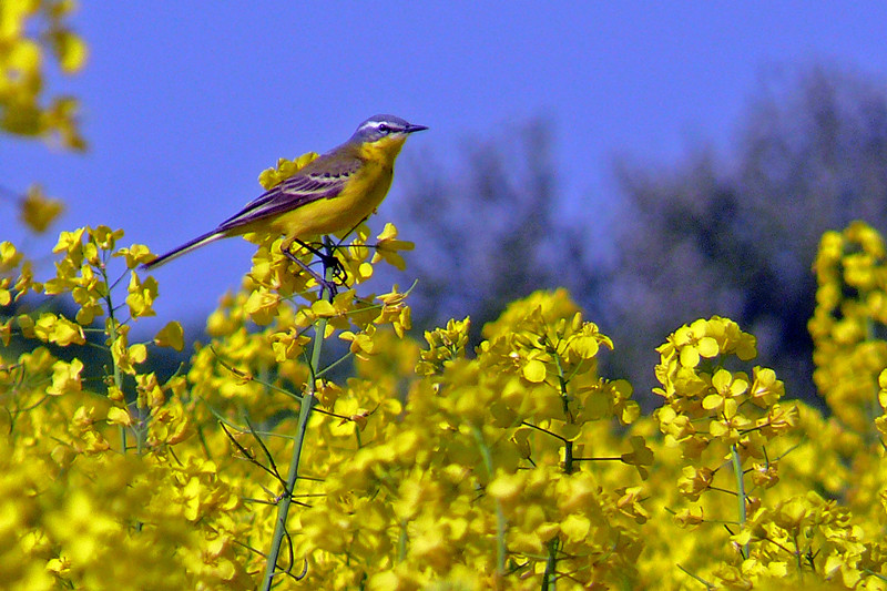 Rapsvogel