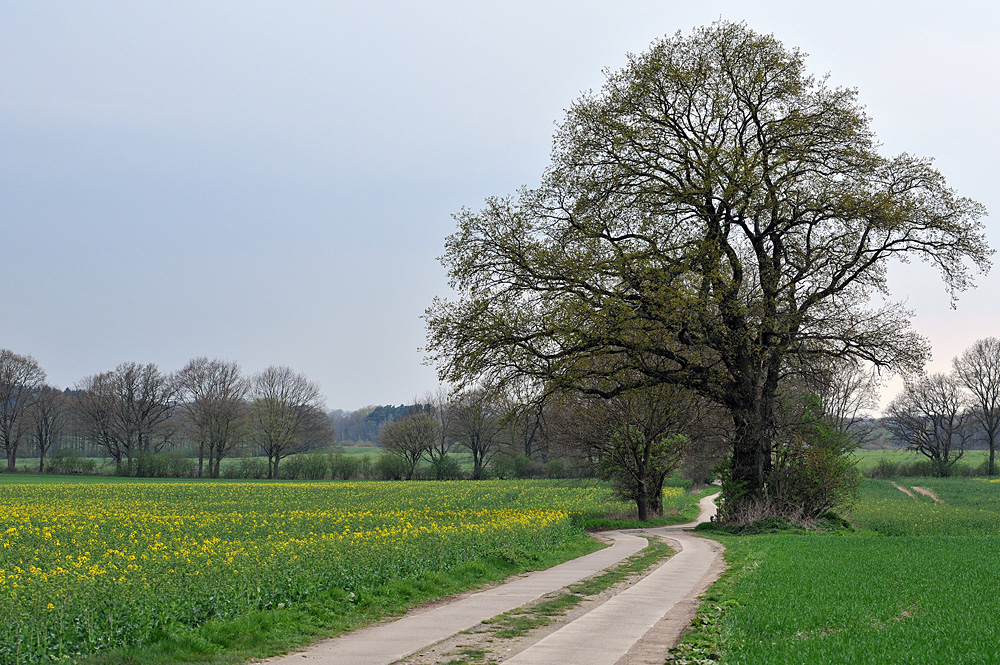 Rapsweg in den Frühling