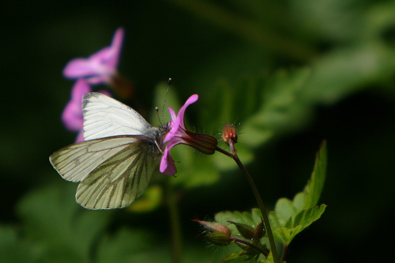 Rapsweiling (Pieris napi)