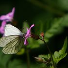 Rapsweiling (Pieris napi)