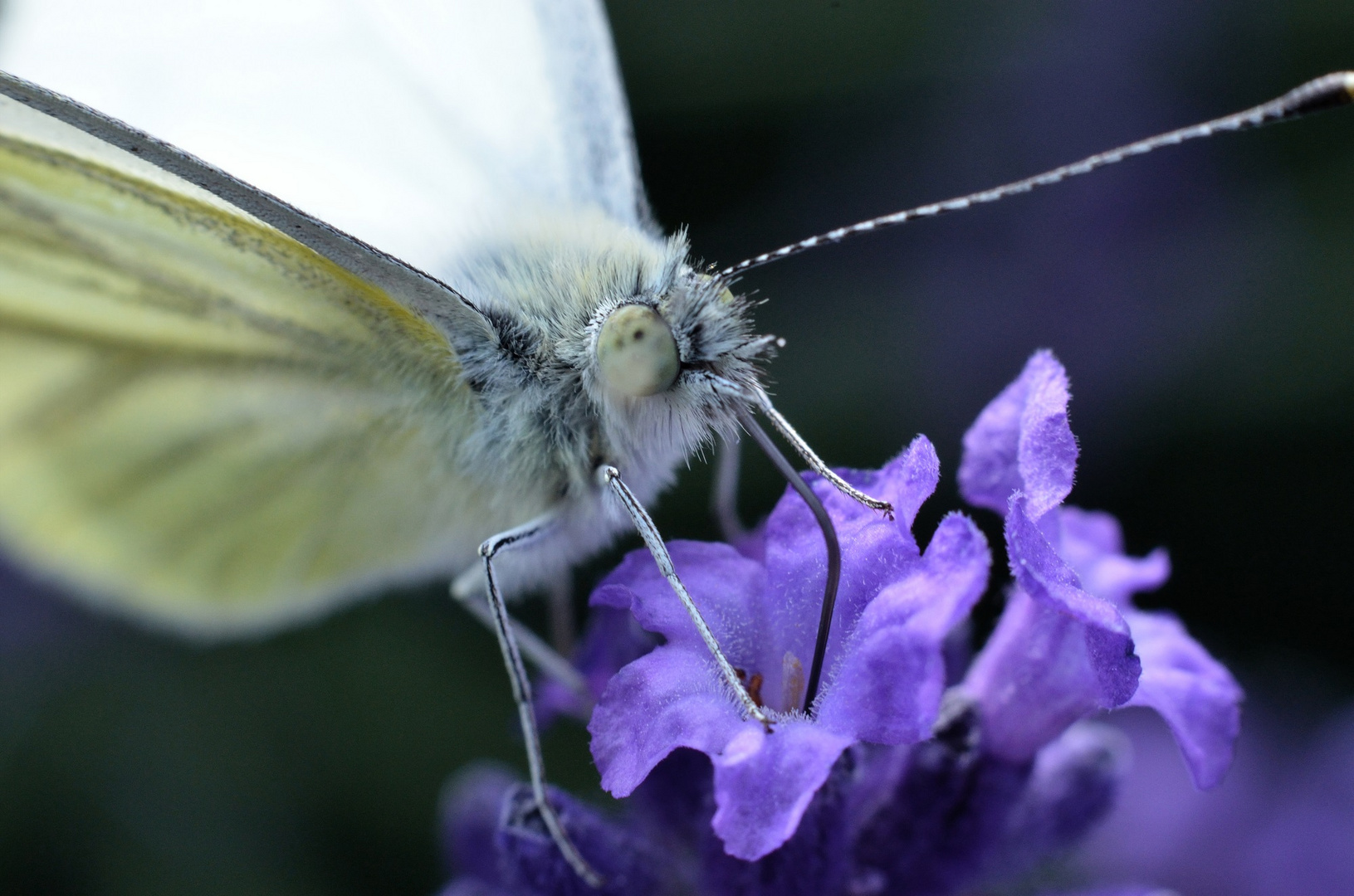 Rapsweißling am Lavendel