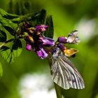 Rapsweißling an der Blüte der Frühlingsplatterbse