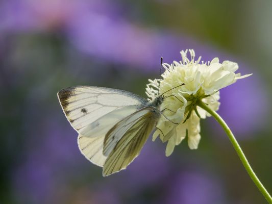 Rapsweißling an Gelber Skarbiose