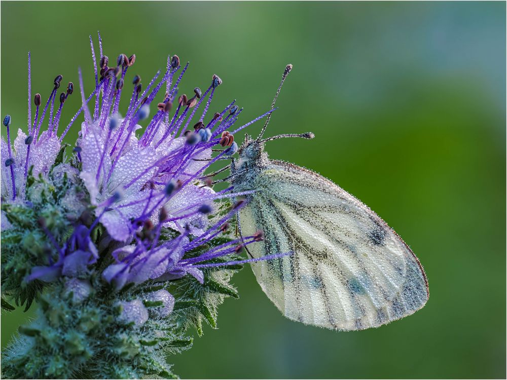 Rapsweissling an Phacelia