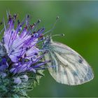 Rapsweissling an Phacelia