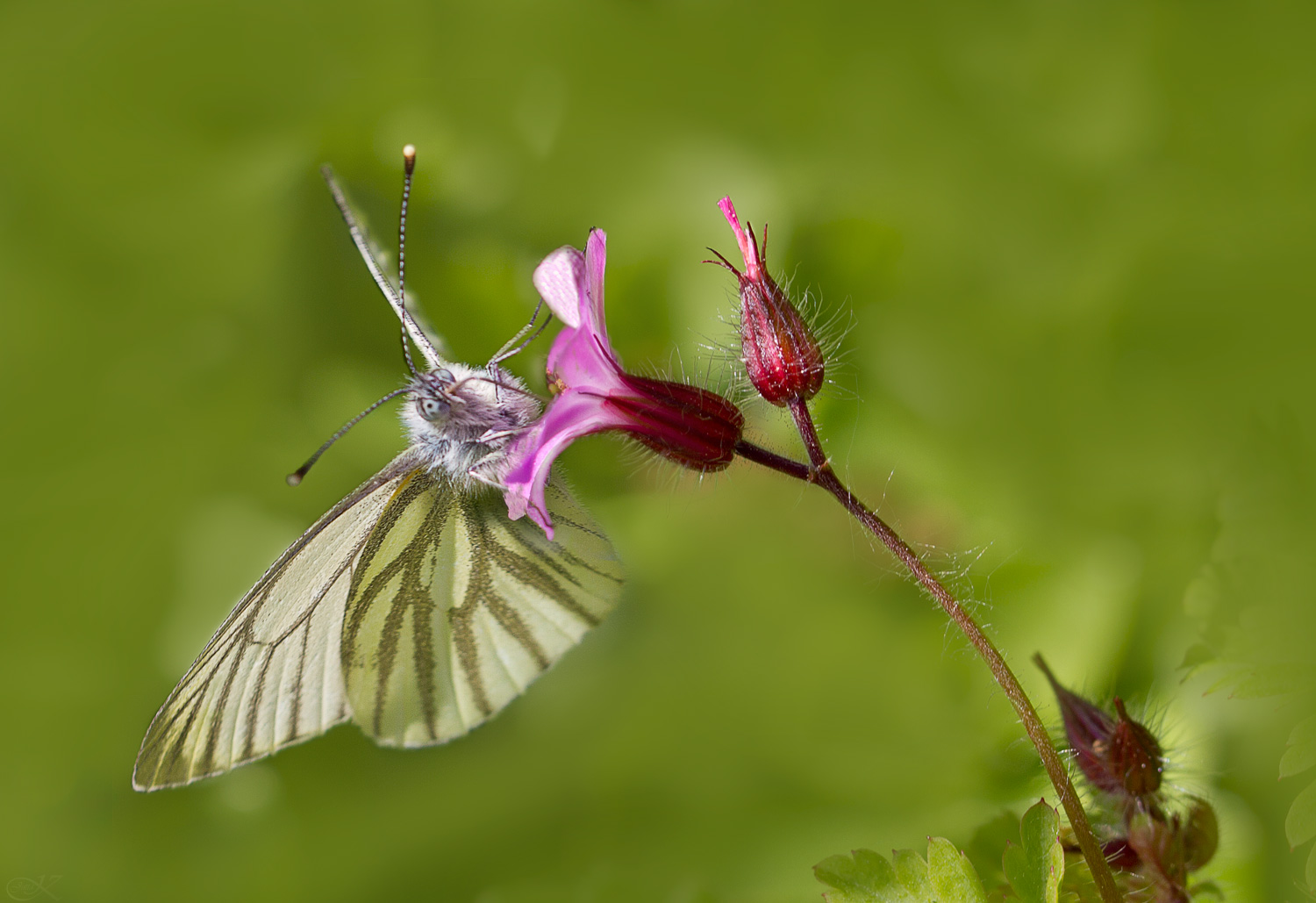 Rapsweissling an Ruprechtskrautblüte