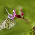 Rapsweissling an Ruprechtskrautblüte