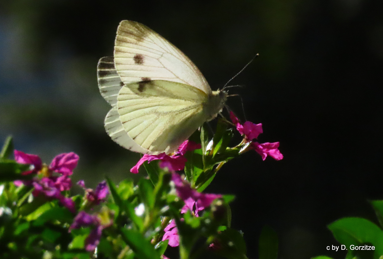 Rapsweißling, auch Grünader-Weißling genannt Pieris napi 