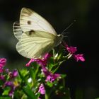 Rapsweißling, auch Grünader-Weißling genannt Pieris napi 